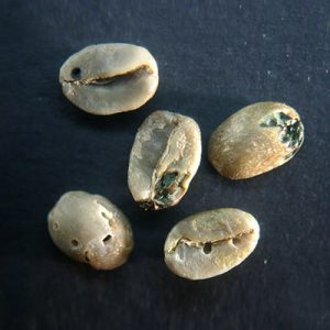 Insect damage bean